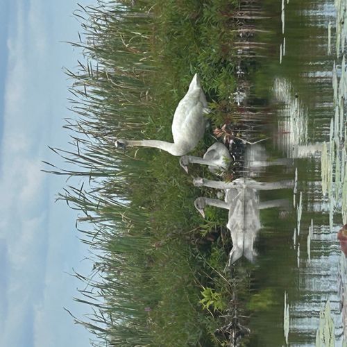 Area photos:  swans on little platte lake