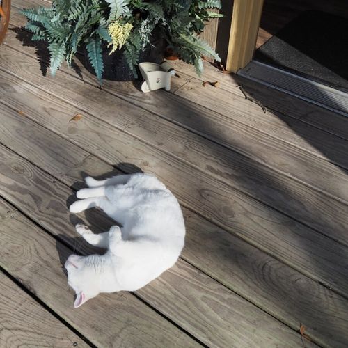 Exterior:  there are a few very-friendly dogs and cats that wonder around the property. (they belong to the property owners. )