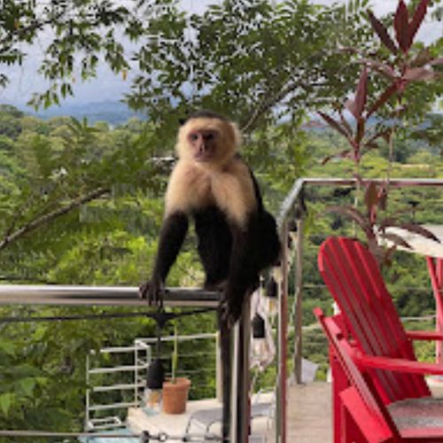 A white faced monkey photographed by a guest.