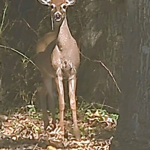 A serene woodland setting with deer occasionally visiting, adding to the property's natural charm.
