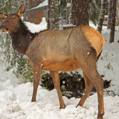 5efb60b3 cebe 4d TfICS homerunner