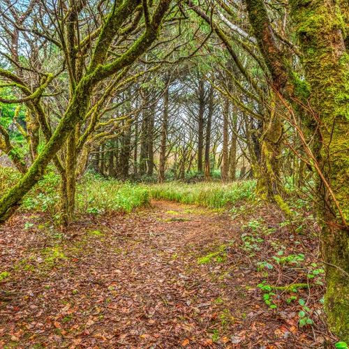 6eeb2338 0ddb 46 niBc2 homerunner