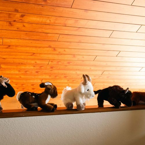 You may see Colorado wildlife on your trip!