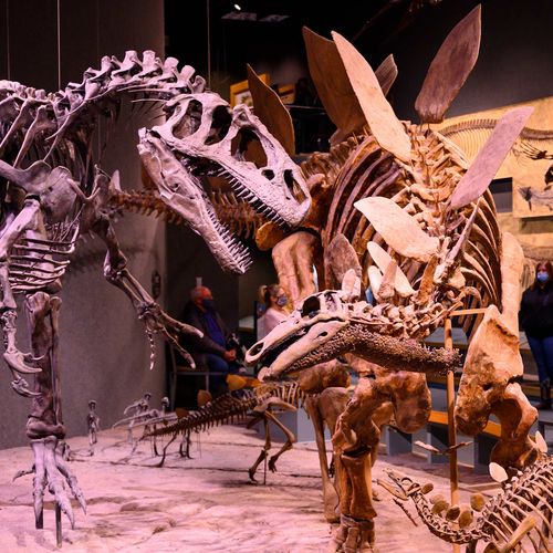 Denver Museum of Nature and Science