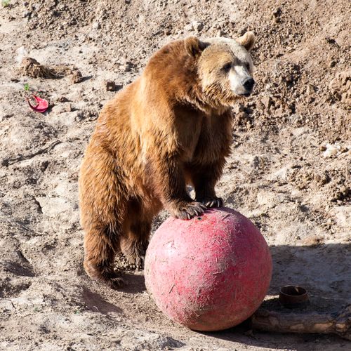 Wild Animal Sanctuary