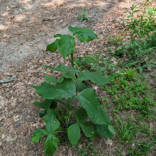 EXTERIOR: One of the iconic jack-in-the-pulpit flowers that are all around the property