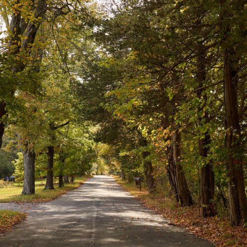 This quiet country road is a haven for long walks and peaceful reflection.