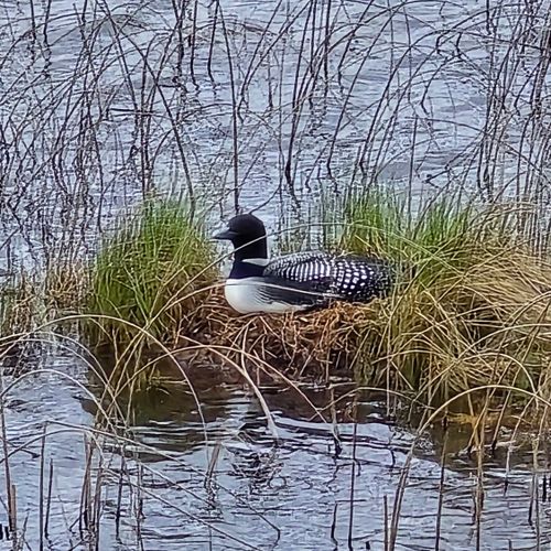 EXTERIOR:  The loon and its nest that are present at the current time (May 2026) just out from the private lakefront.  Please note that loons are protected by law and it is highly illegal to hurt them or their nest.