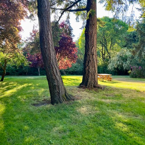 Relax, dine, or play in the expansive private yard surrounded by towering trees and peaceful woodland views.