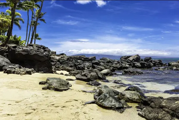 Mahina Surf 123 & 124