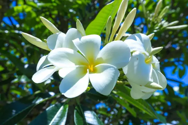 Fragrant Island Blooms In Full Bloom