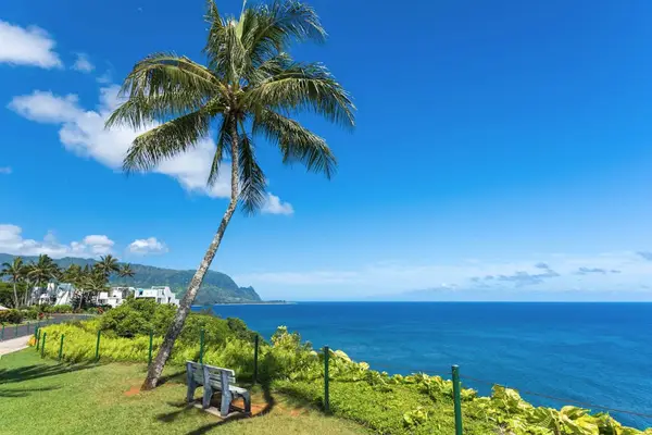 Palm-Fringed Ocean Vista