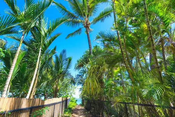 Tall palms create a tropical canopy above landscaped grounds and pathways