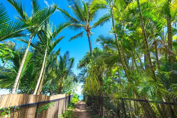 Tall palms create a tropical canopy above surrounding landscaped grounds