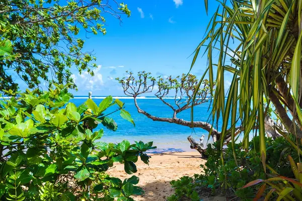 Tropical foliage frames a sandy beach and brilliant blue ocean