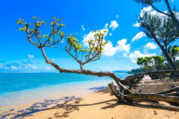 Tropical beach features golden sand, turquoise water, and dramatic coastal greenery
