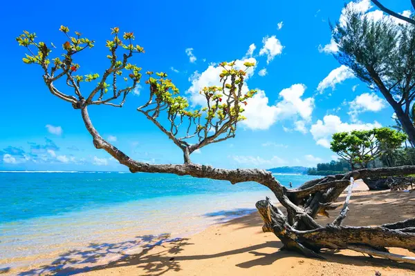 Golden Sands Along A Pristine Shoreline
