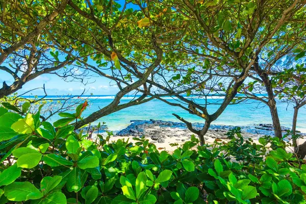 Tropical Canopy With Ocean Views Beyond