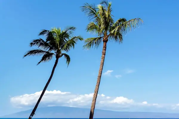 Swaying Palm Trees Framing Paradise Skies