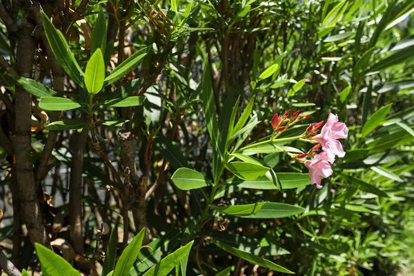 Serene Garden Sanctuary