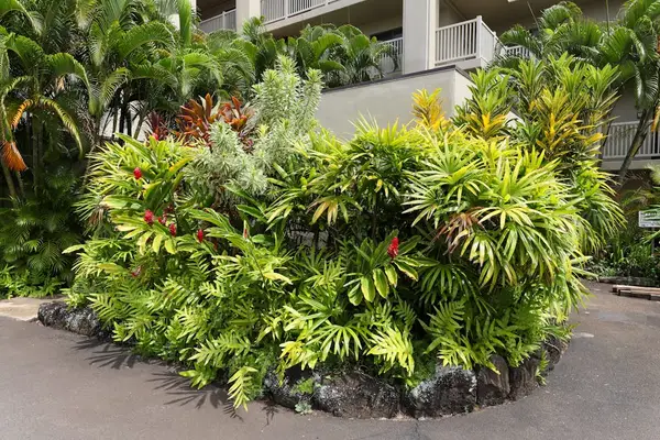 Lush Tropical Landscaping At The Entrance
