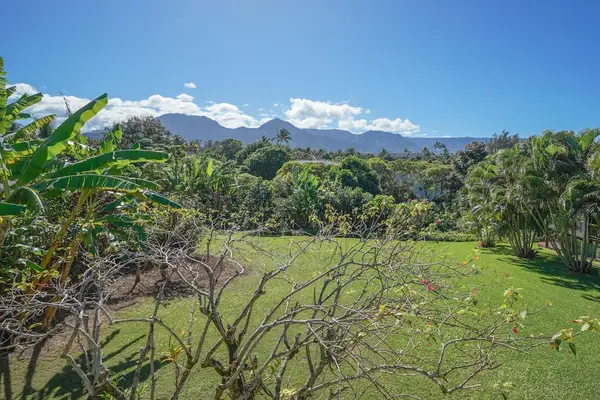 Lush tropical views