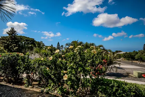 Lush Tropical Surroundings