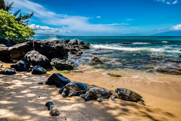 Peaceful Tropical Beach With Crystal Waters