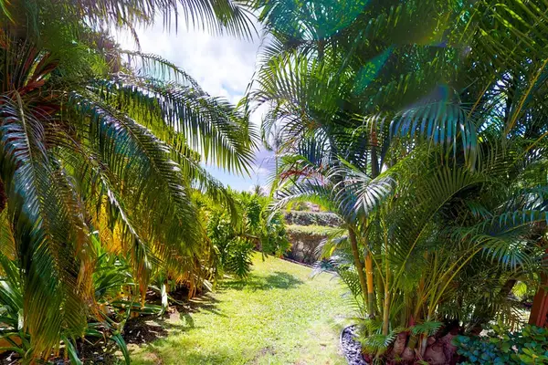 Lush Tropical Garden Pathway