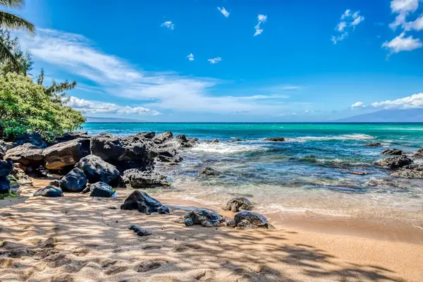 Turquoise waves crash on the white sandy beaches while the palm trees are swaying in the breeze - stroll along our beaches to take in the local marine life - look at these sea turtles.