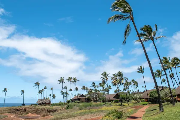 Tropical shoreline offers inviting views beside Pacific waters