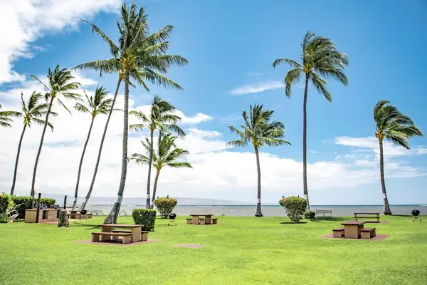 Lush tropical greenery and swaying palm trees create a peaceful island atmosphere