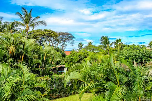 Lush Tropical Canopy Surrounding The Resort