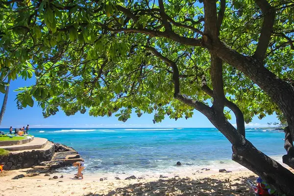 Secluded Beach Beneath Tropical Trees