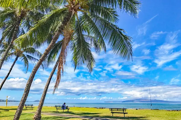 Enjoy oceanfront walks beneath swaying palms