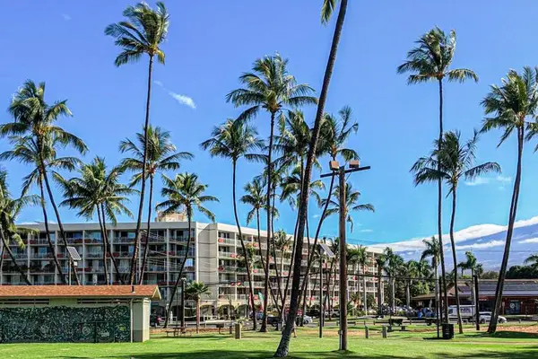 Tropical resort surrounded by swaying palms