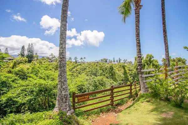 Scenic pathway surrounded by palm trees and tropical greenery leading to complex amenities