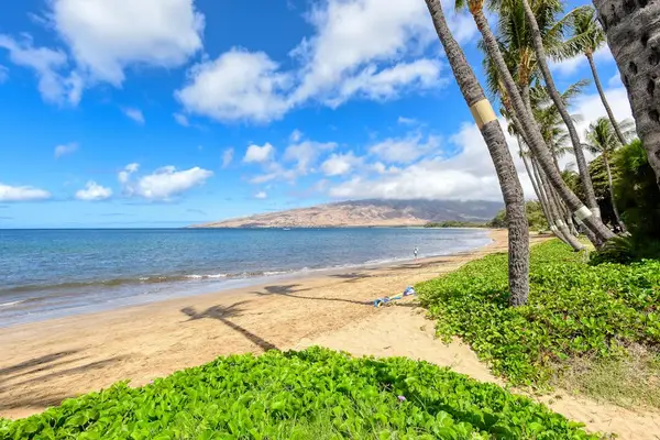 Palm Lined Beachfront Escape