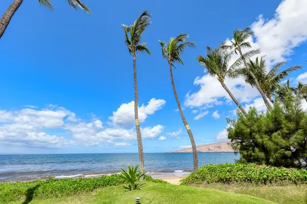 Palm Framed Views Of The Pacific