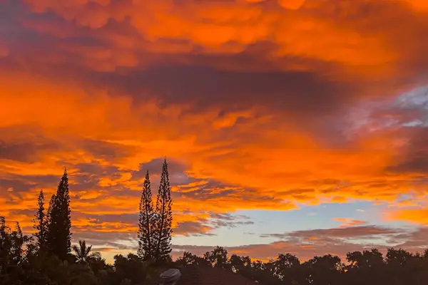 Golden Sunset Over A Tropical Backyard