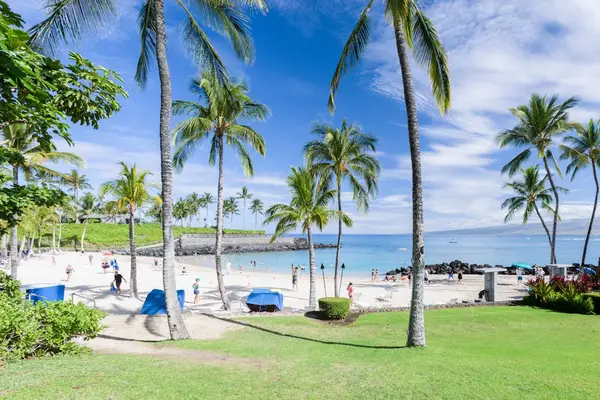 Oceanfront Lawn With Swaying Palms