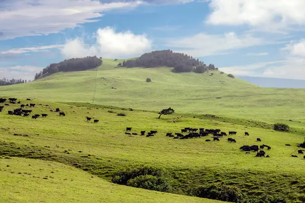 Rolling Hills And Endless Horizons