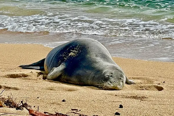 Hawaiian monk seal resting on the beach
-Please do not approach or disturb monk seals-