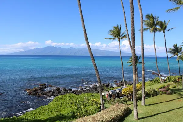 Oceanfront Palm Grove