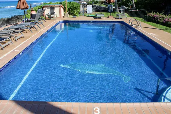 Take A Refreshing Dip In The Resort Pool