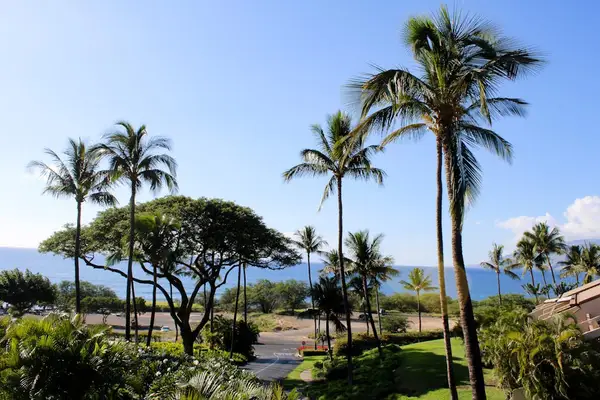 Scenic ocean views framed by palms