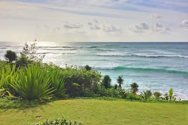 Scenic Backyard with Tropical Greenery