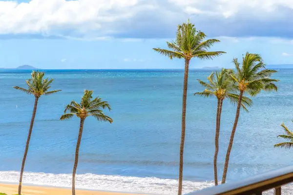 Palm Framed Ocean Panorama
