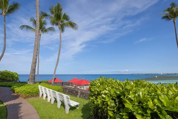Ocean View Lawn with Palm Trees