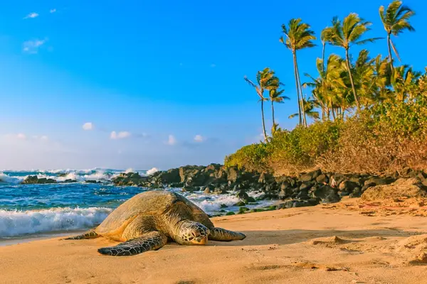 Golden sandy beach lined with swaying palm trees